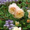 <p><em style="font-size:12px; line-height:17px">* Picture is courtesy of&nbsp;<a href="http://www.davidaustinroses.com/english/Advanced.asp?PageId=1988" style="text-decoration: underline;">David Austin</a></em></p>